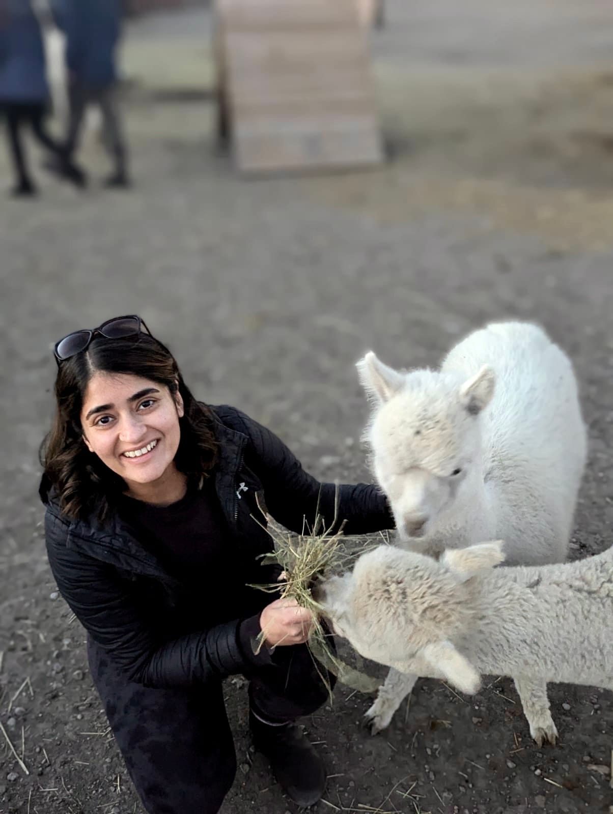 urdu and hindi counselling calgary